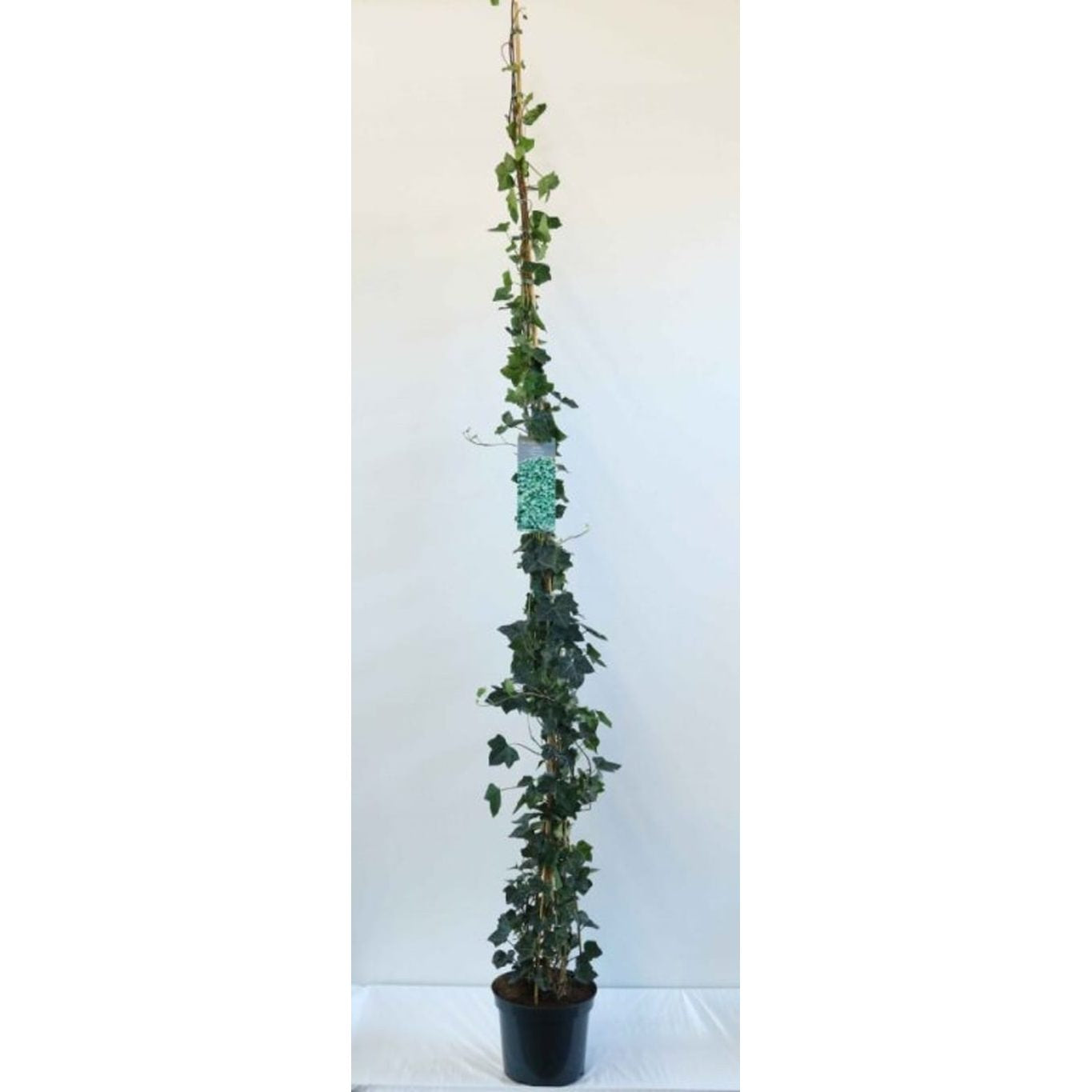 Murgröna – Hedera hibernica - C7.5 225-275 CM Stock